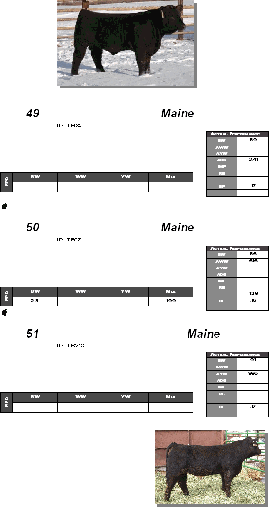               49  Maine  ID: TH32                         50  Maine  ID: TF67                        51  Maine  ID: TR210                               Actual Performance BW 89 AWW  AYW  ADG 3.41 IMF  RE    BF .17   BW WW YW Mlk EPD     Actual Performance BW 86 AWW 616 AYW  ADG  IMF  RE   1.39 BF .16   BW WW YW Mlk EPD 2.3   19.9 Actual Performance BW 91 AWW  AYW 996 ADG  IMF  RE    BF .17   BW WW YW Mlk EPD      