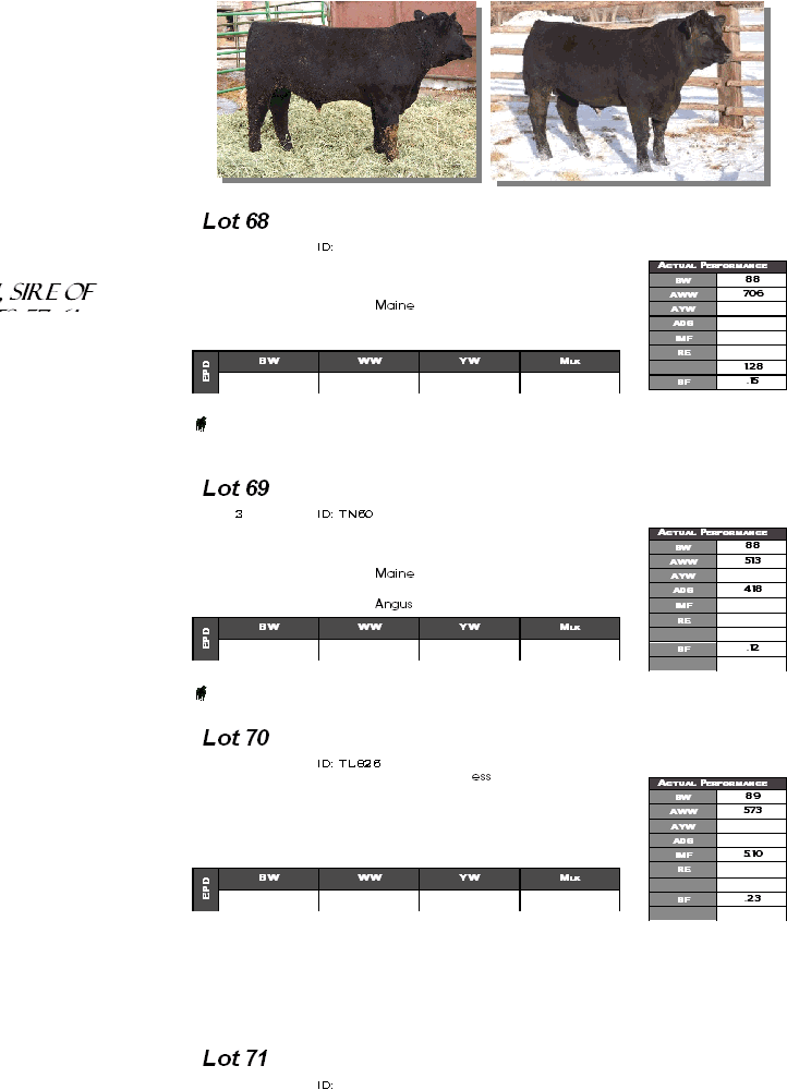           Lot 68    ID:             Maine              Lot 69   3 ID: TN60            Maine     Angus        Lot 70    ID: TL826    ess                        Lot 71    ID:   Actual Performance BW 88 AWW 706 AYW  ADG  IMF  RE   1.28 BF .15 BW WW YW Mlk EPD     Actual Performance BW 88 AWW 513 AYW  ADG 4.18 IMF  RE    BF .12   BW WW YW Mlk EPD     Actual Performance BW 89 AWW 573 AYW  ADG  IMF 5.10 RE    BF .23   BW WW YW Mlk EPD     Ali, Sire of Lots 57~61   